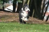 BEARDED COLLIE 438